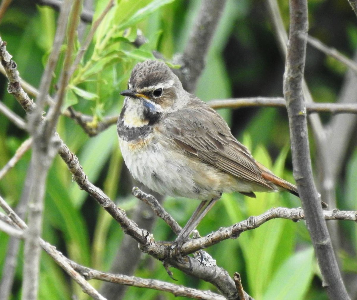 Варакушка молодая птица
