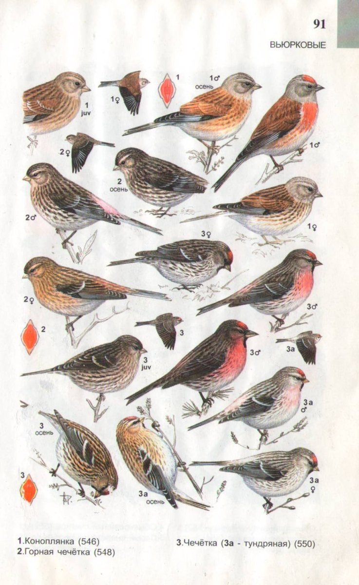 Птицы Подмосковья полевой определитель