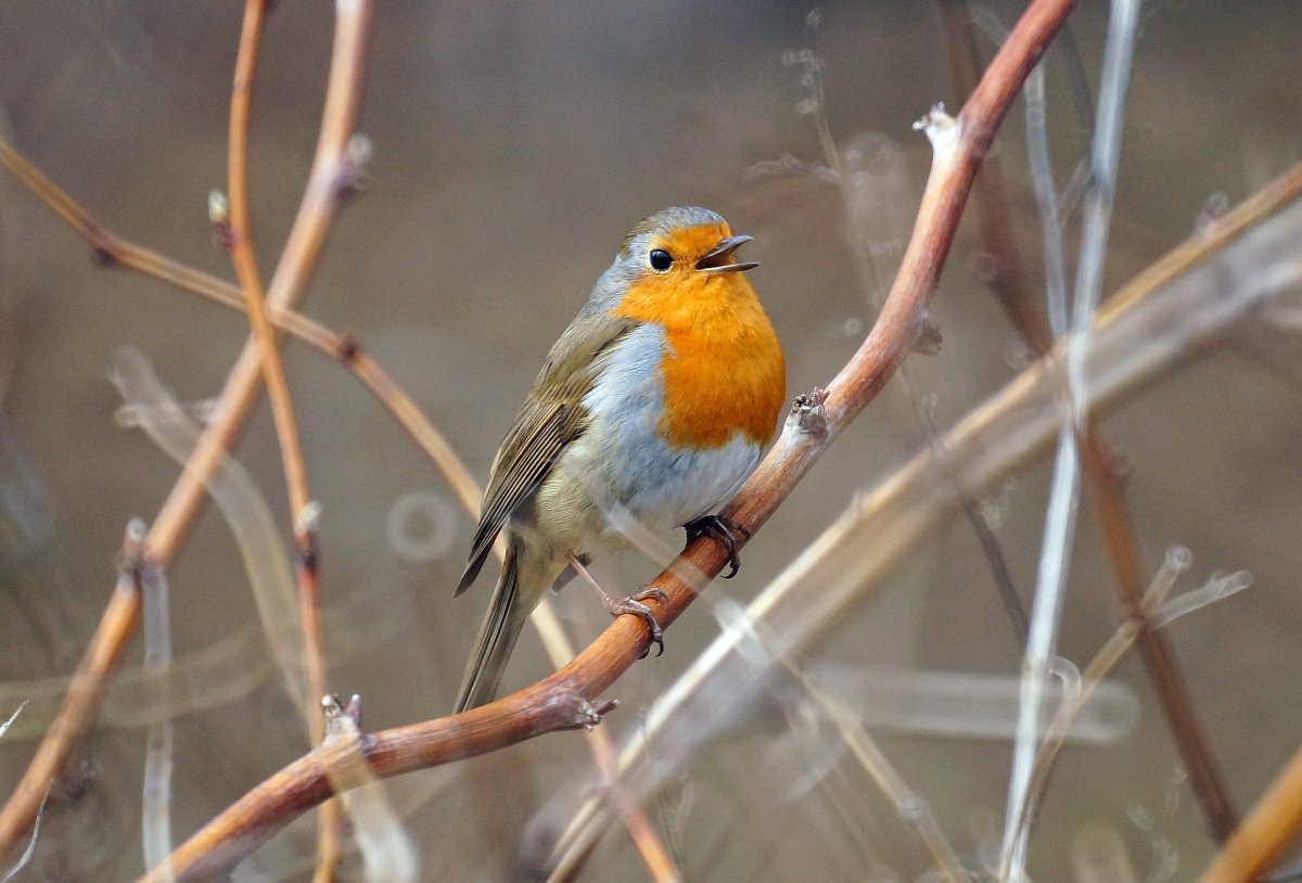 Зарянка Подмосковная