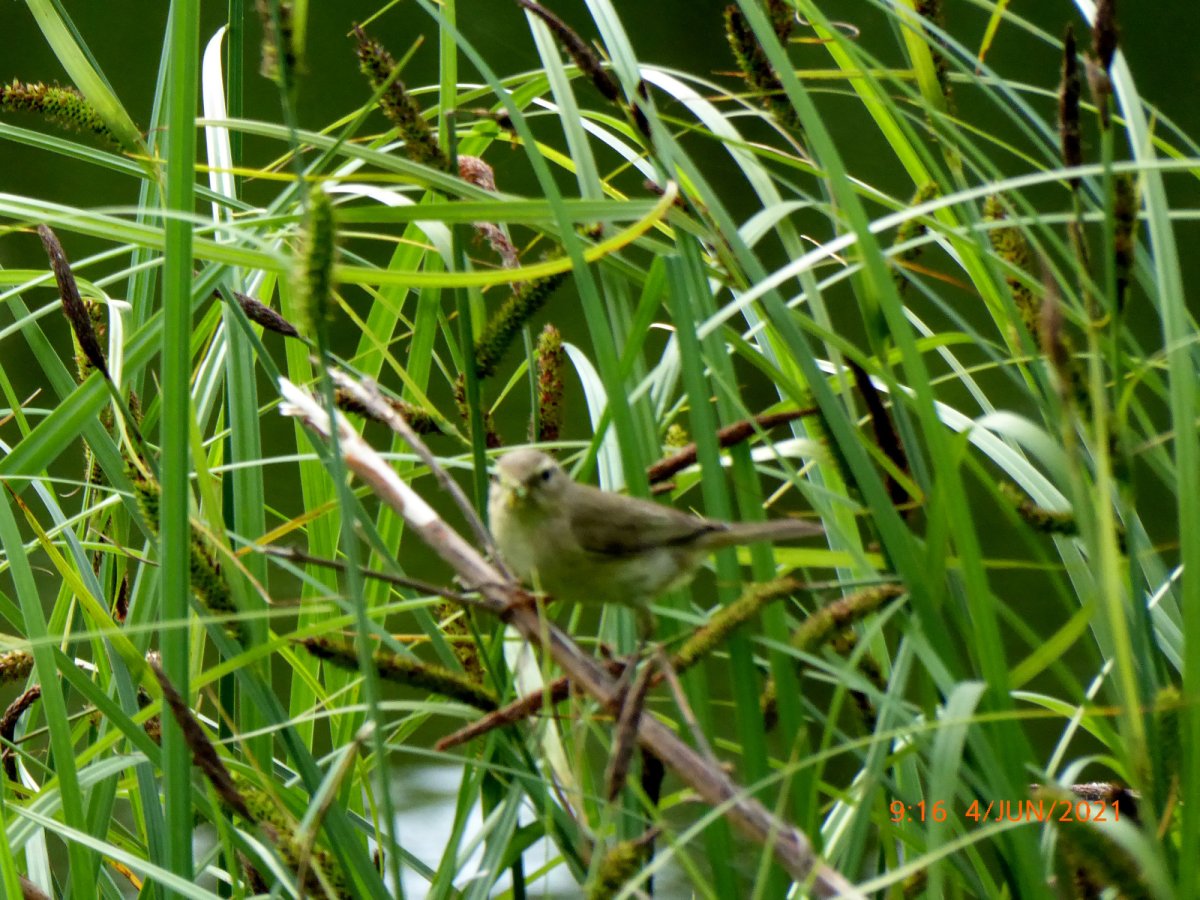 Маленькие птички Ленинградской области стайки