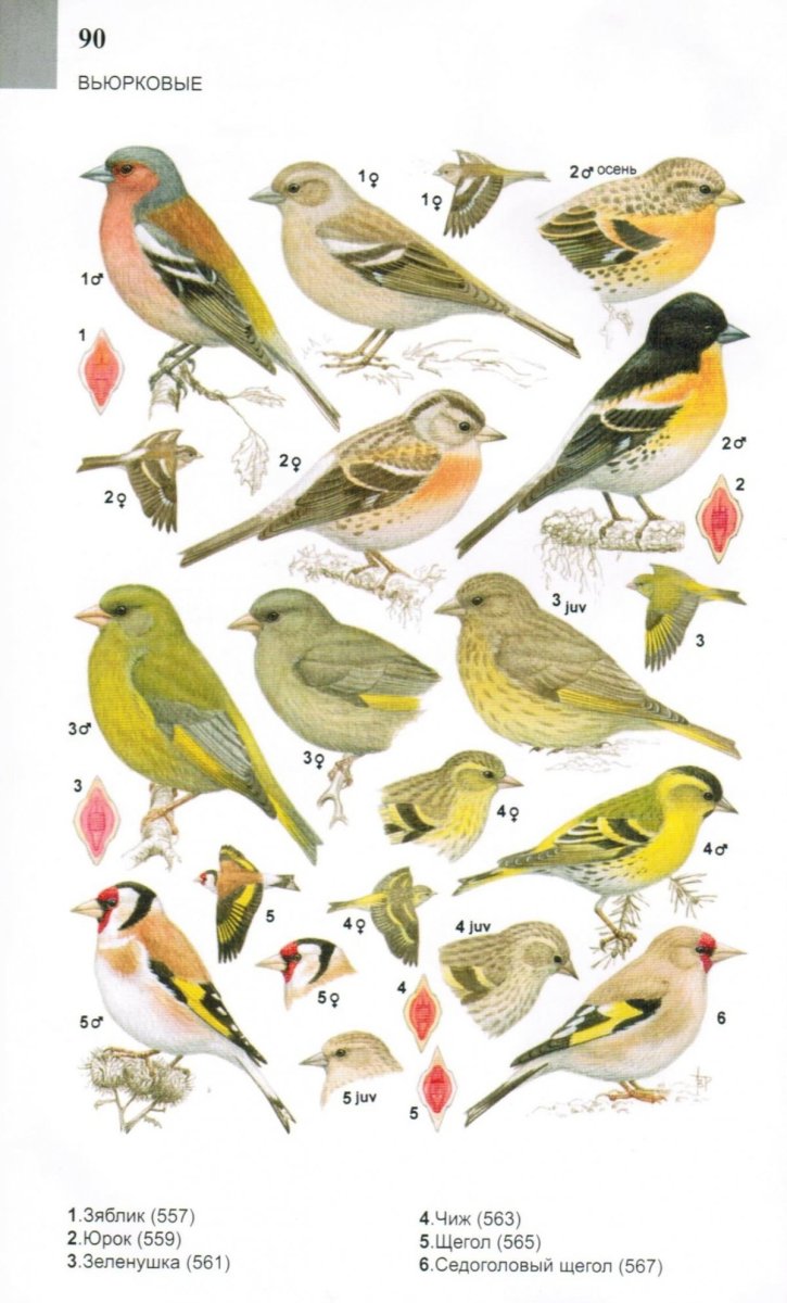 Певчие птицы Урала перелетные