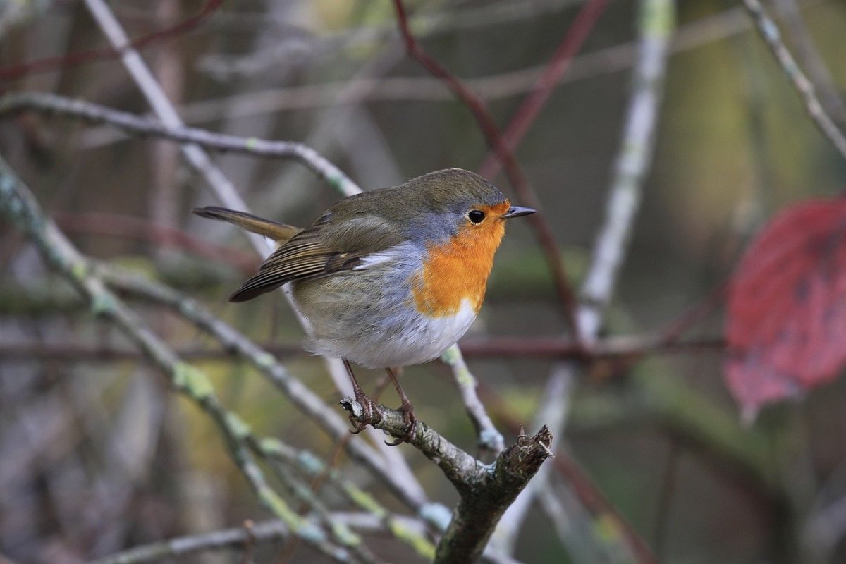 Птицы из отряда воробьиных