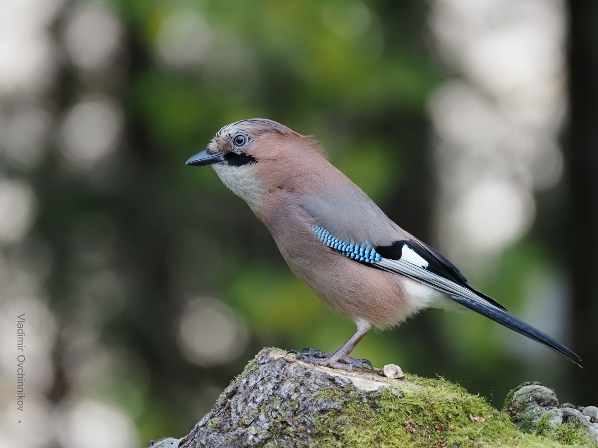 Серая Сойка птица