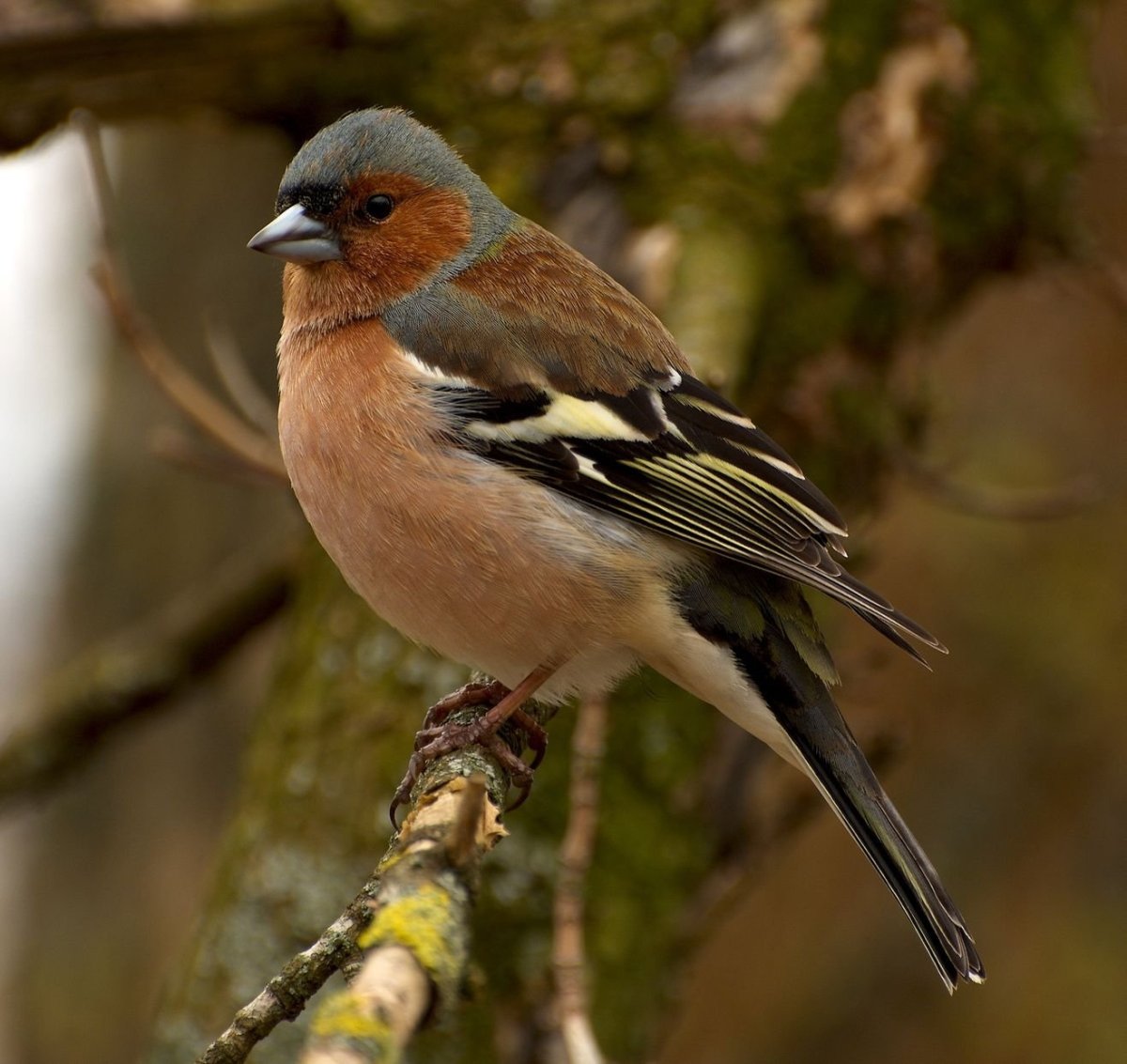 Певчие птицы Зяблик