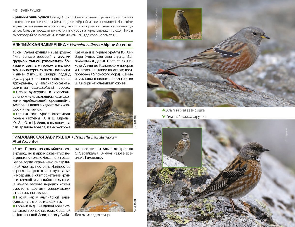 Птицы России Коблик