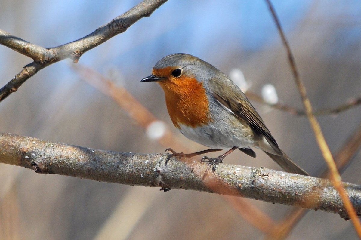 Птицы Подмосковья Зарянка