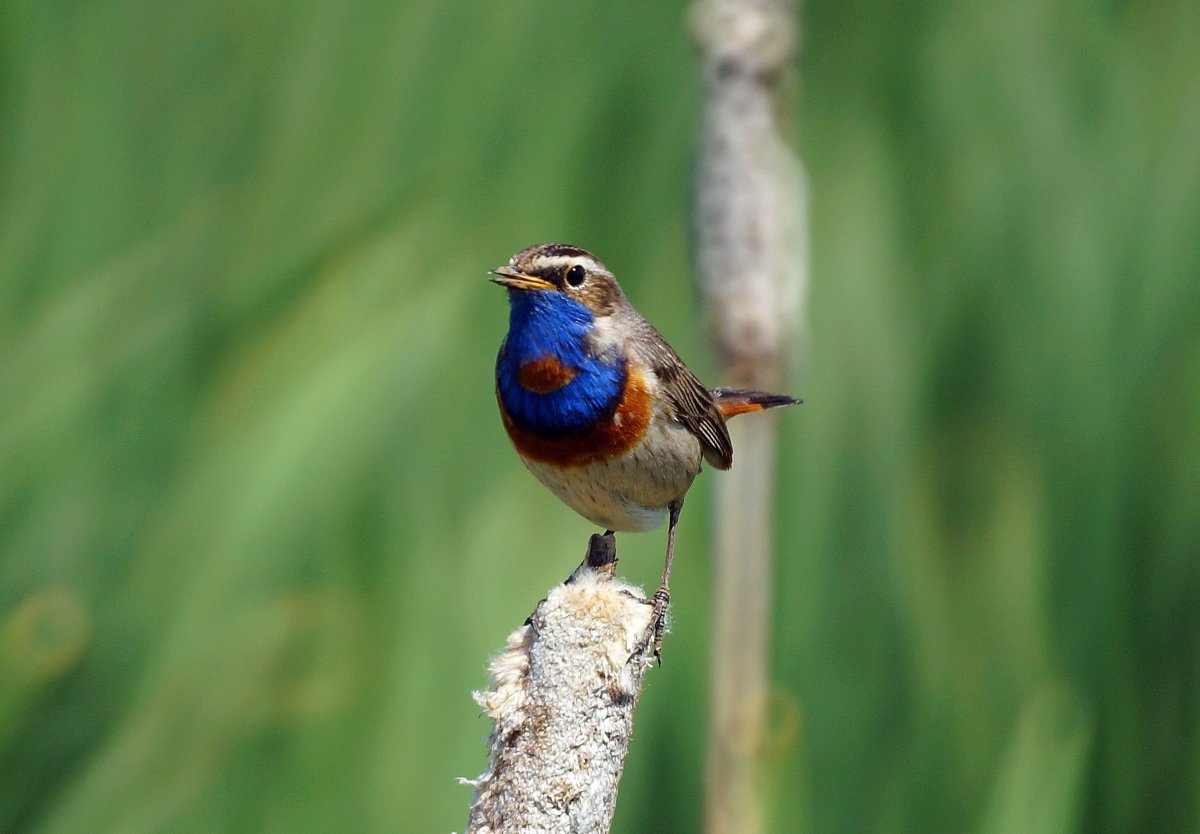 Дрозд варакушка