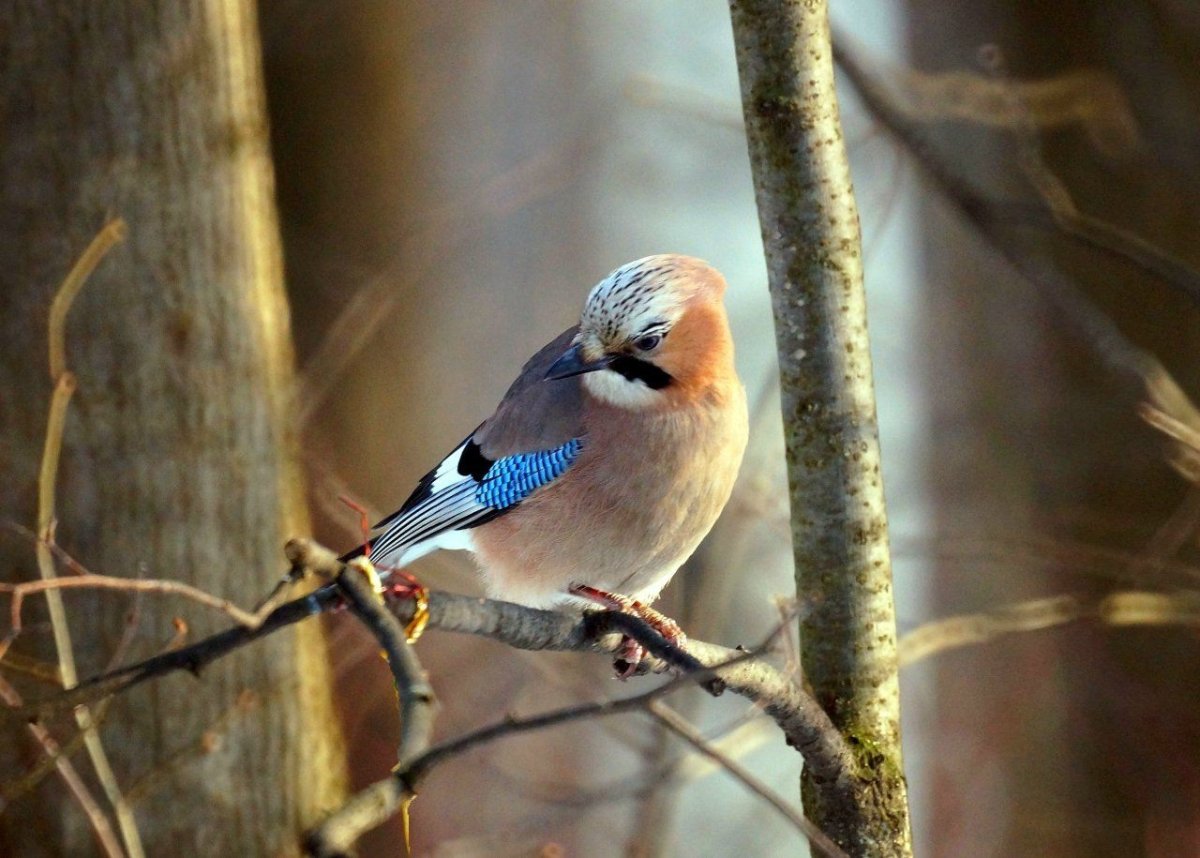 Сойка Лесная