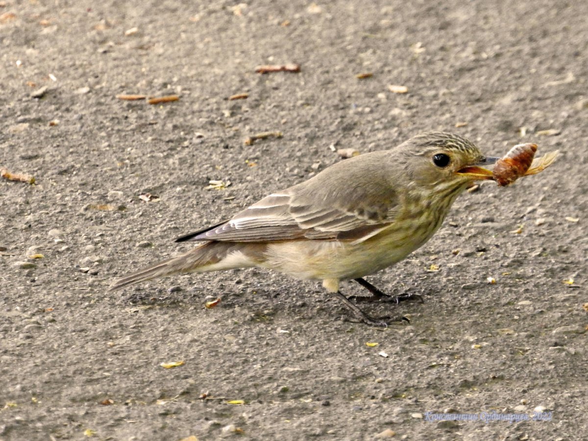 Птицы Москвы