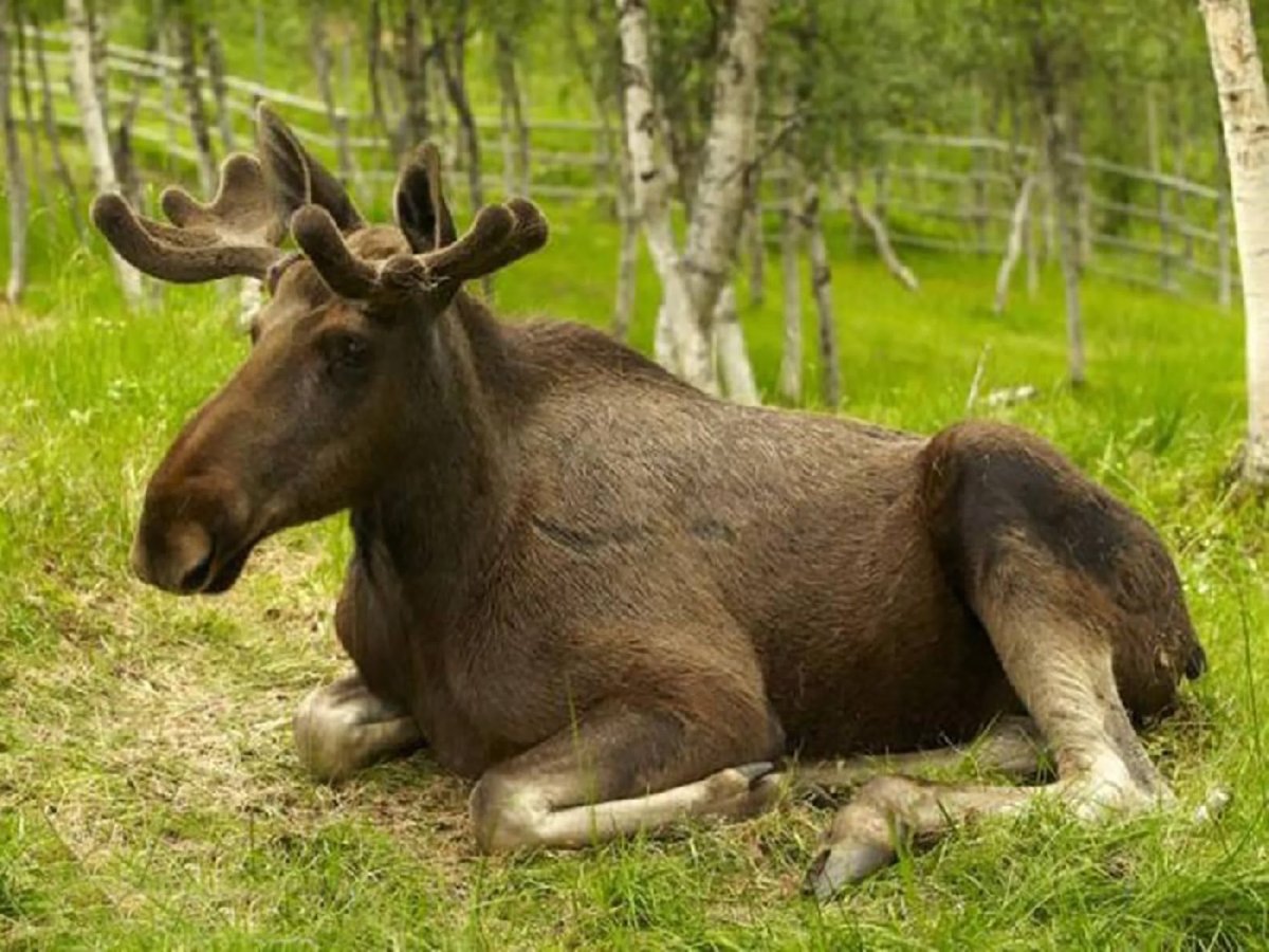 Алтайский заповедник парнокопытные Лось