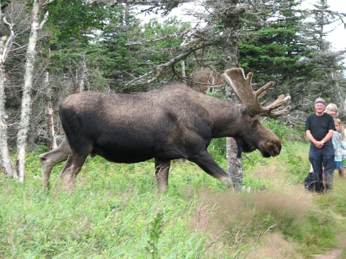 Самый большой Лось в мире вес