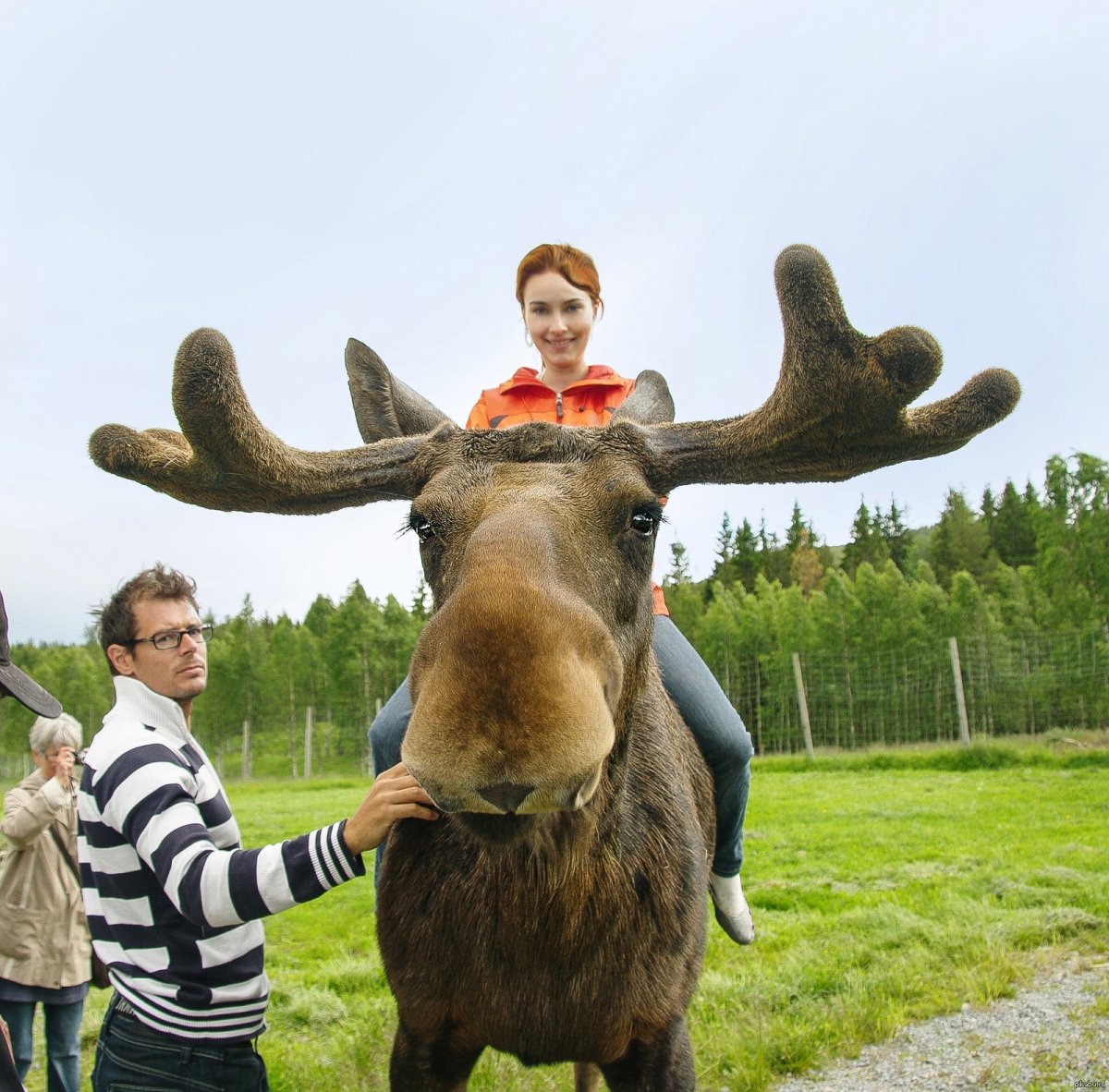 Олень рядом с человеком