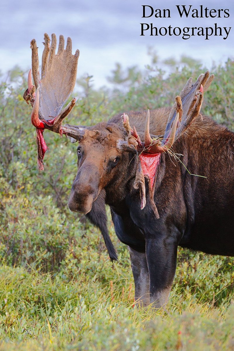 Лось Размеры