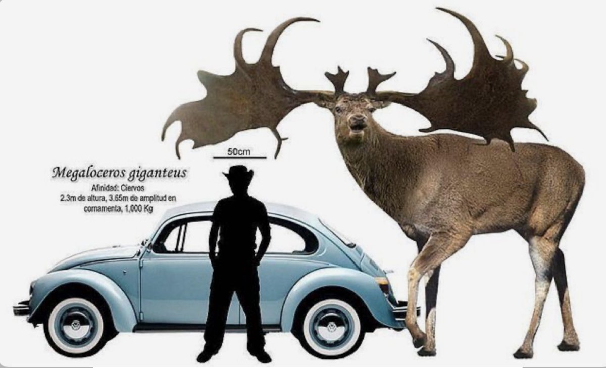 Большерогий олень рост