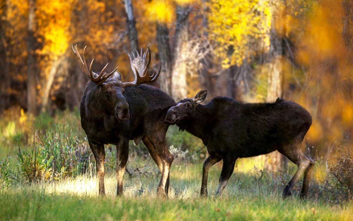 Лосиха с лосенком в лесу