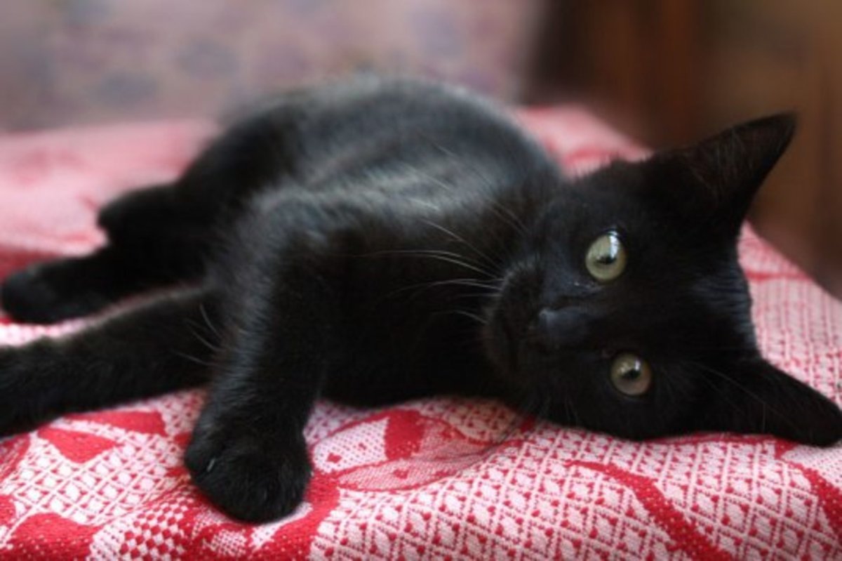 Черненький котенок