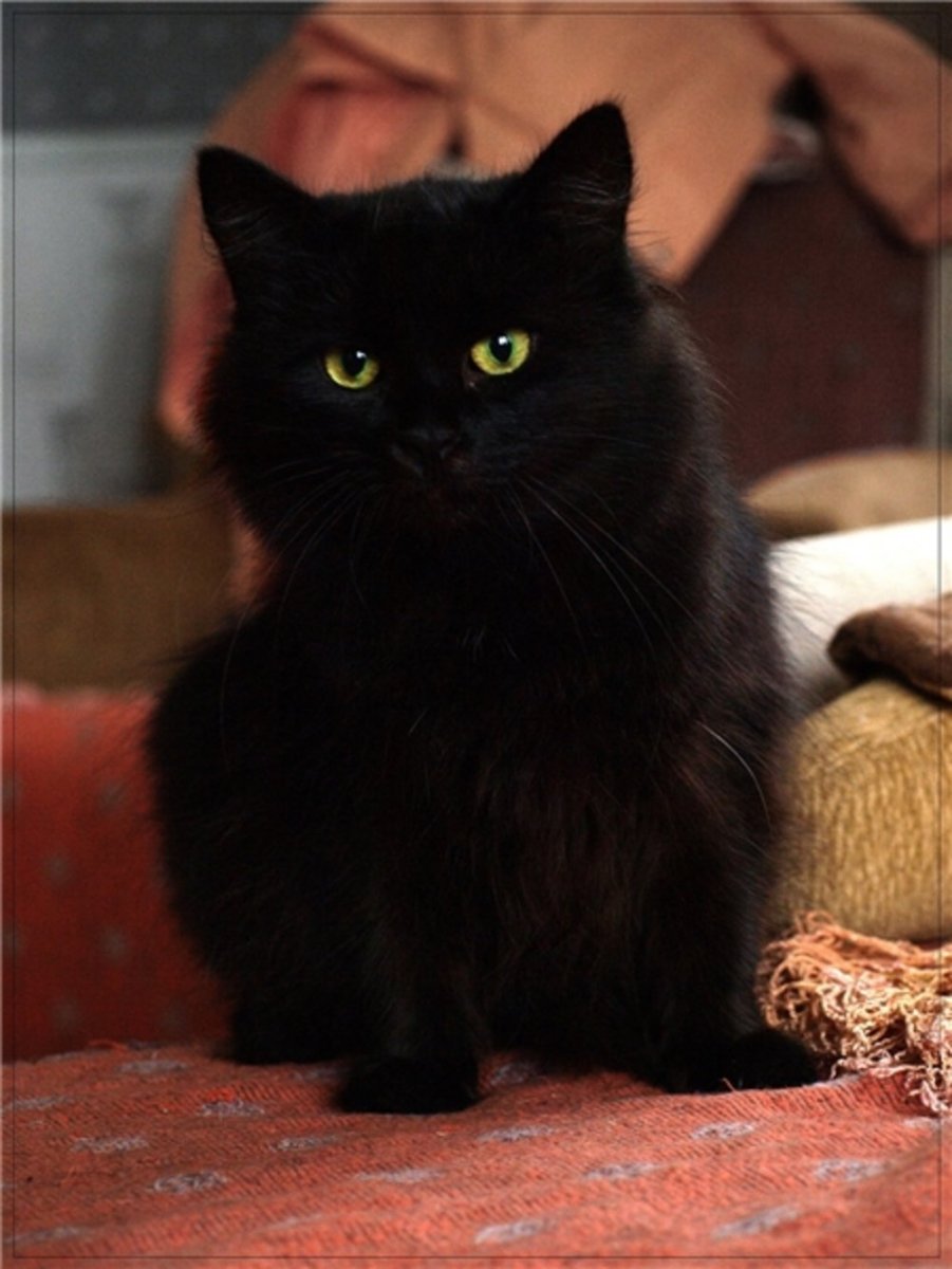 Йоркская шоколадная котята