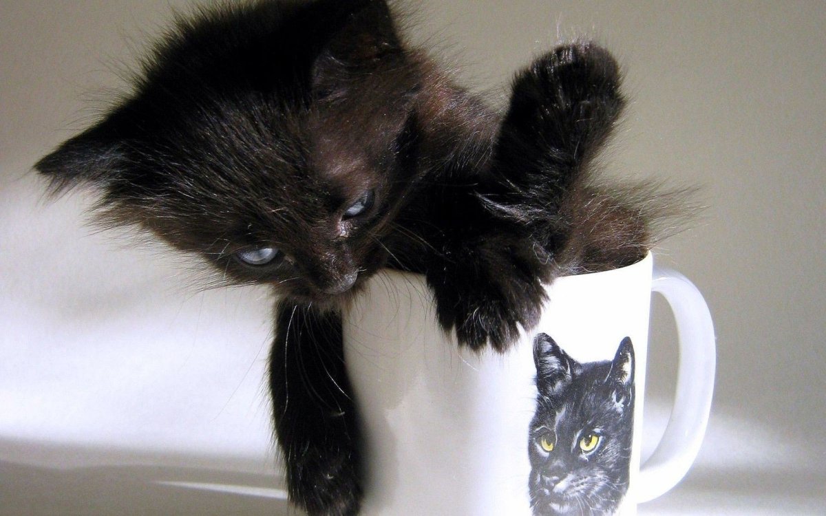 Чашка с котом черная