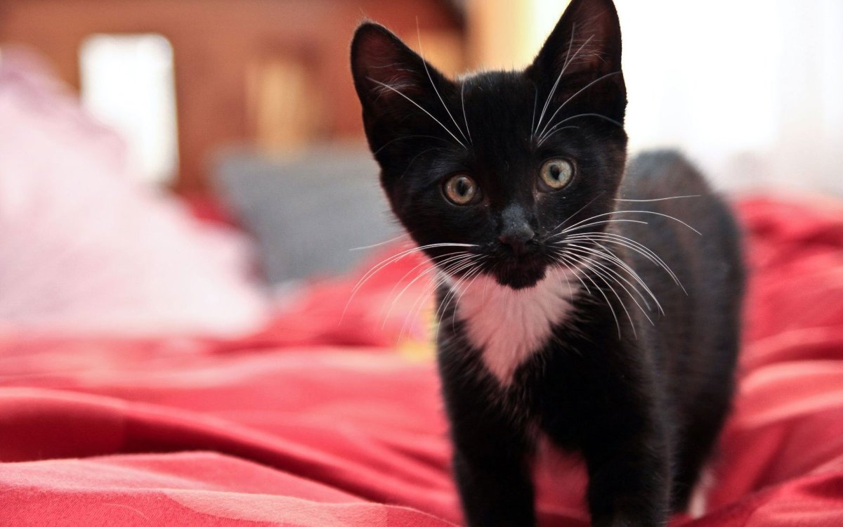 Черный и белый котенок