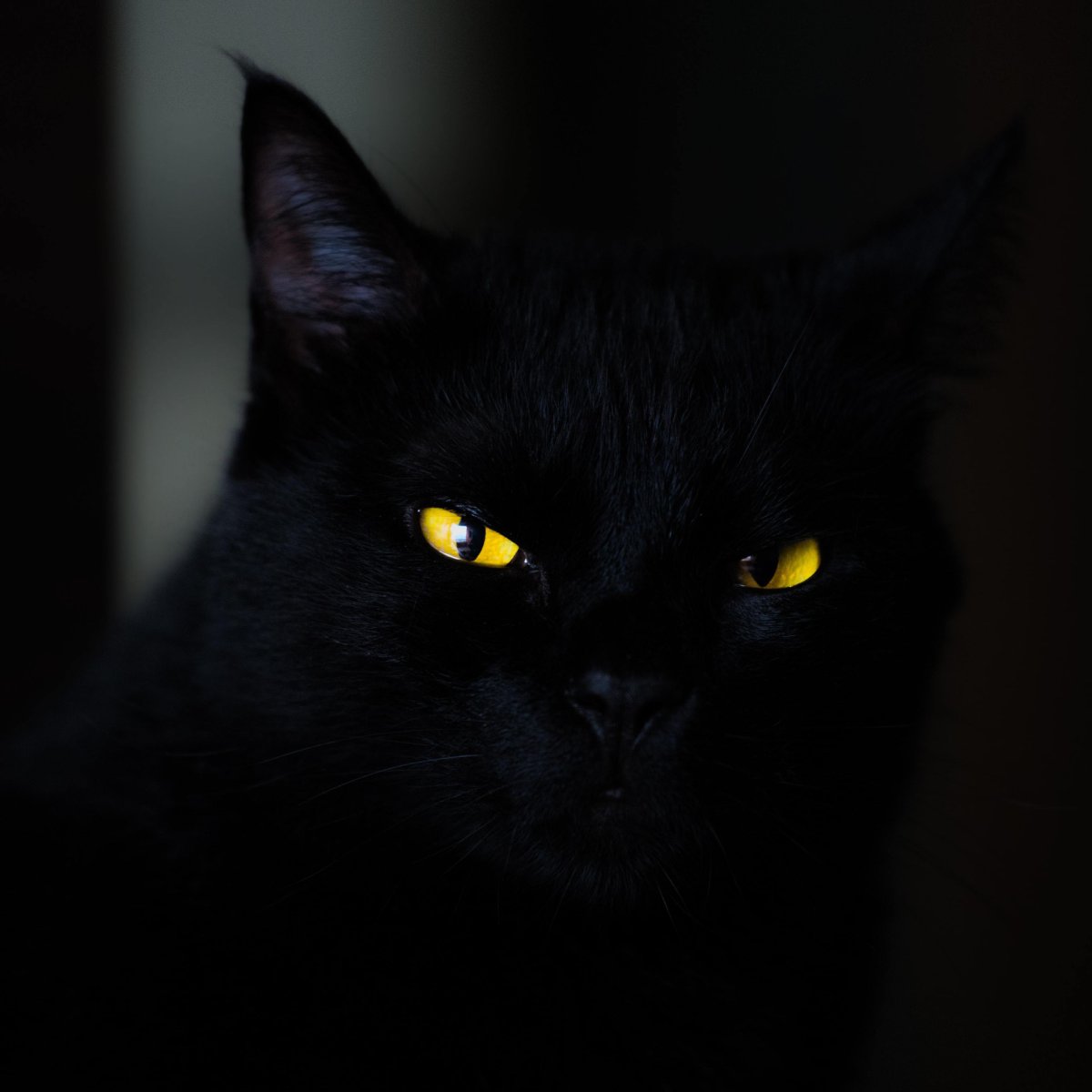 Чёрные коты с жёлтыми глазами