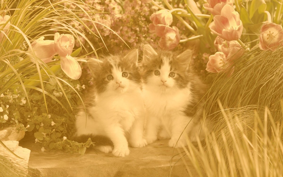 Обои с котятами Эстетика