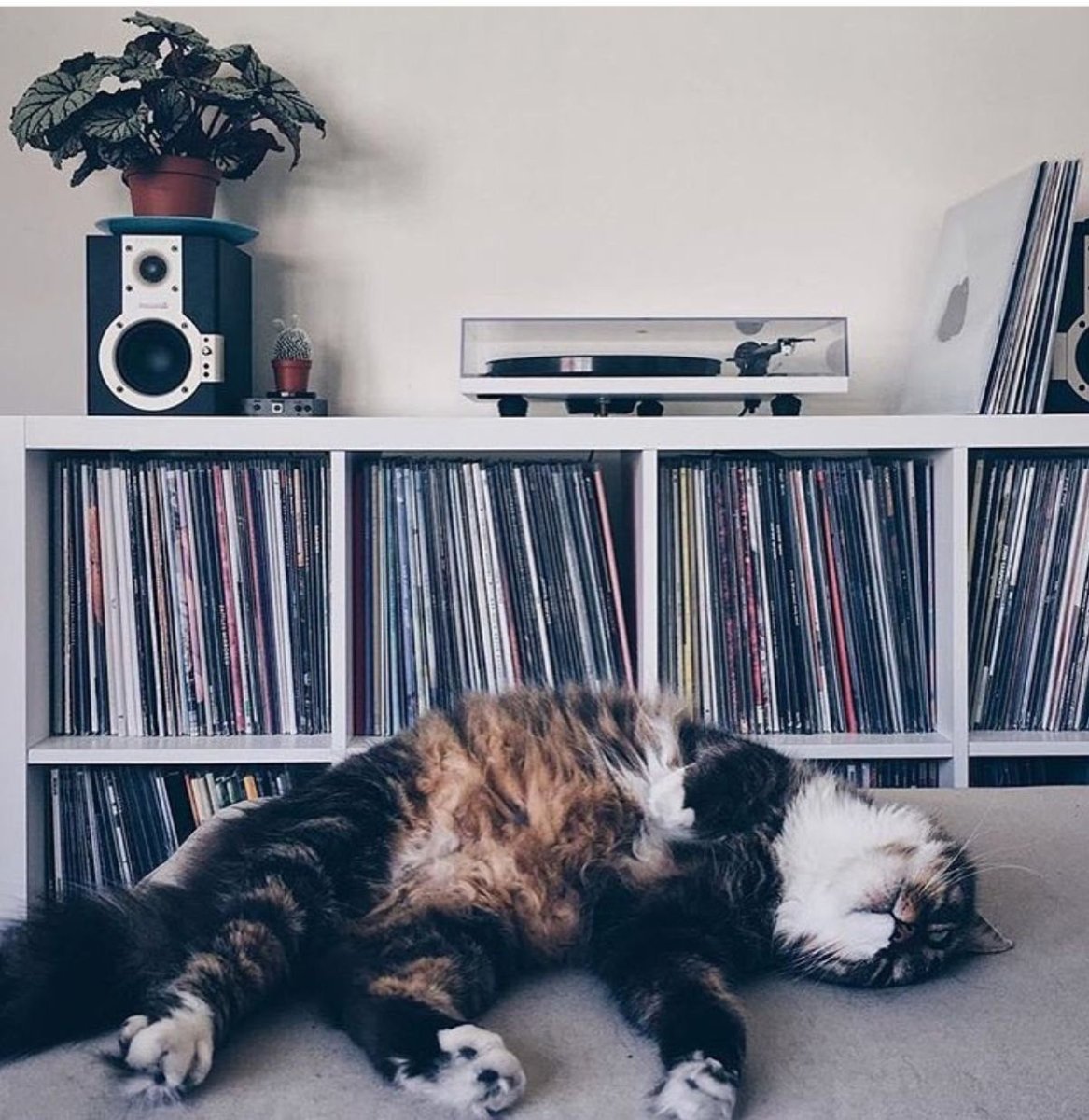 Обои Эстетика коты