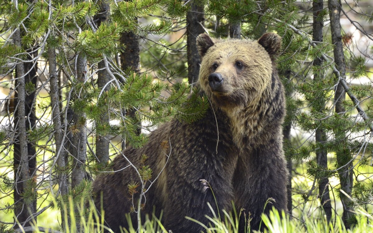 Бурый медведь в ХМАО