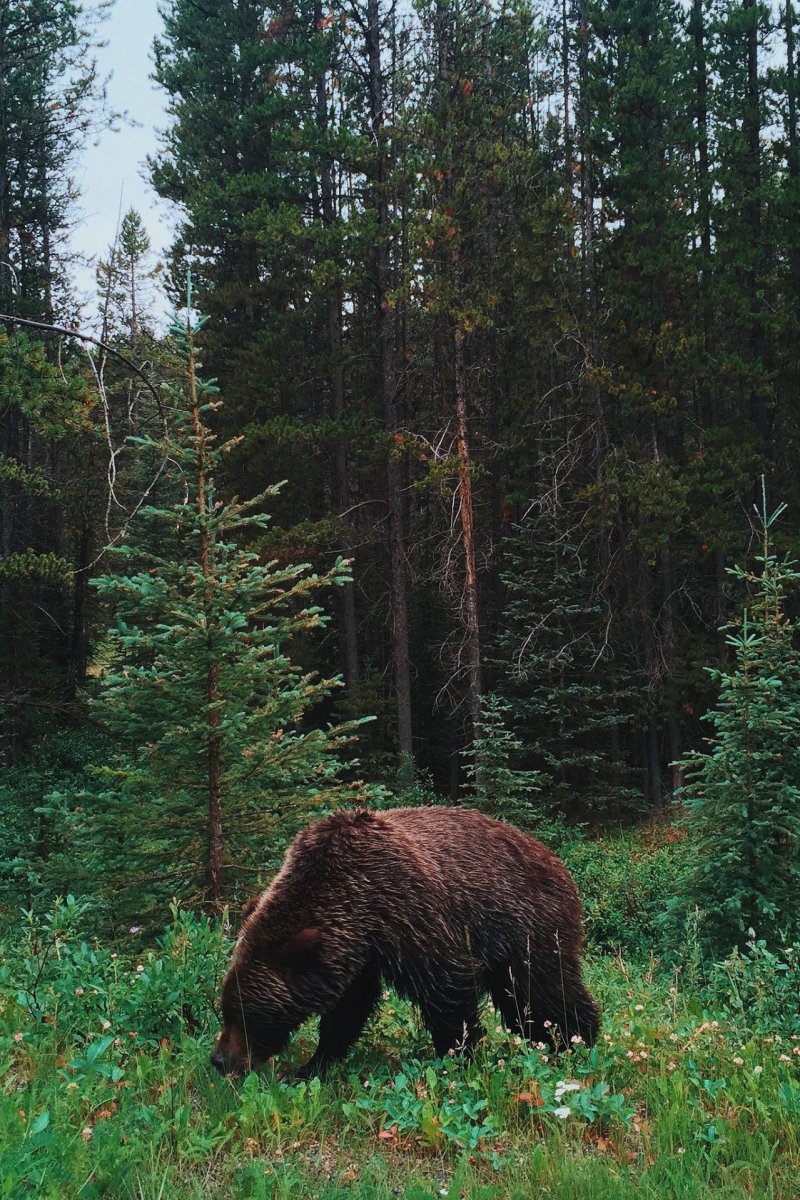 Животные Лесной зоны тайги