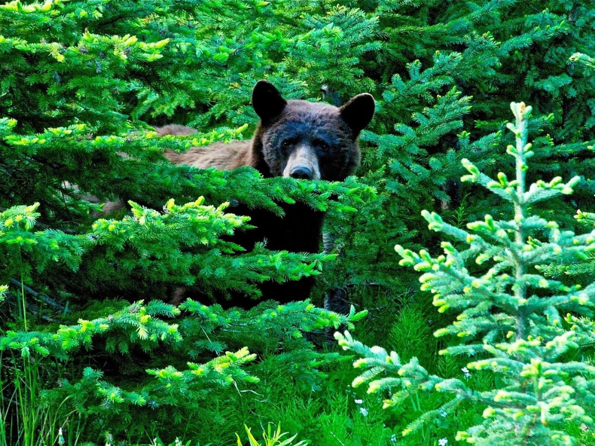 Лес с животными