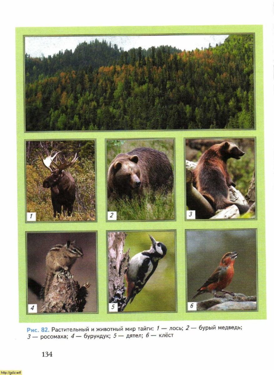 6 Класс учебник по географии Брянского края