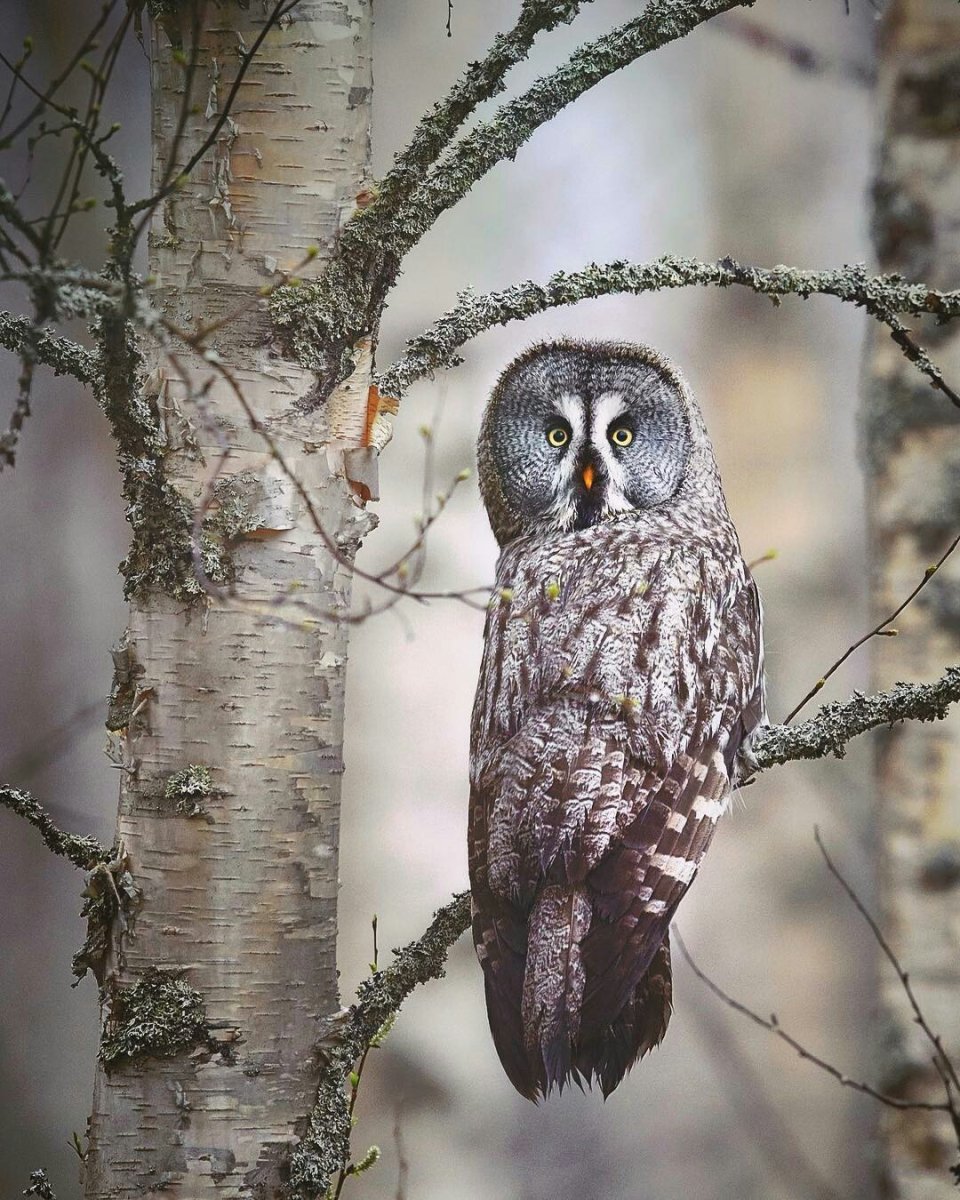 Таежная Сова