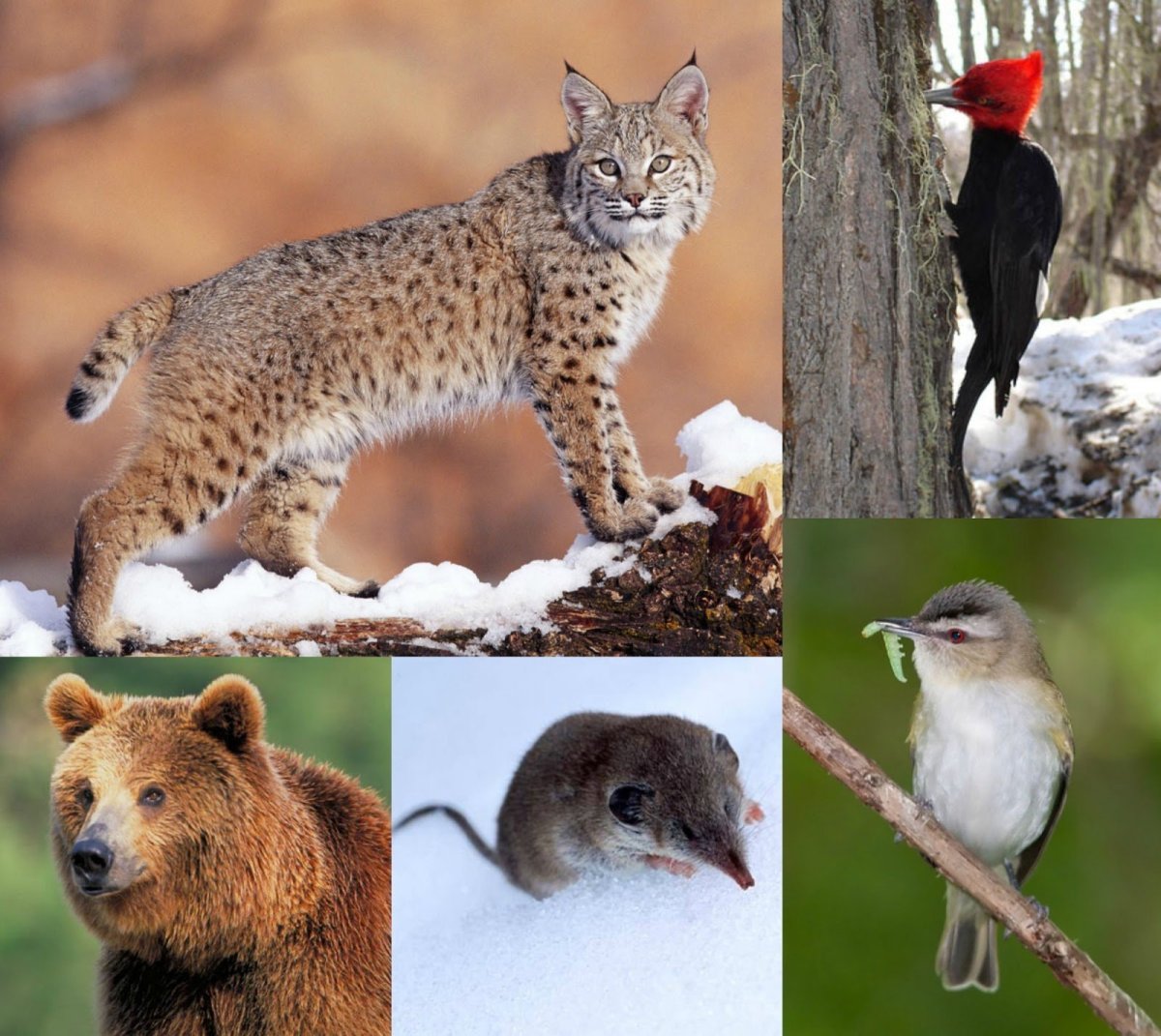 Животные Евразии