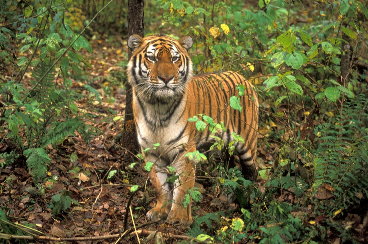 Уссурийский тигр в тайге