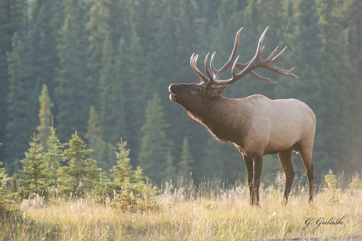 Олень вапити Канада