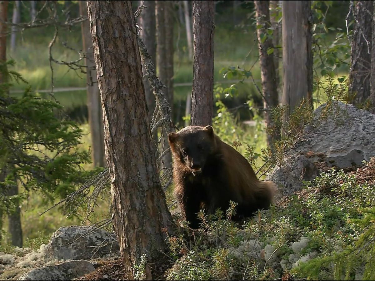 Росомаха Кивач