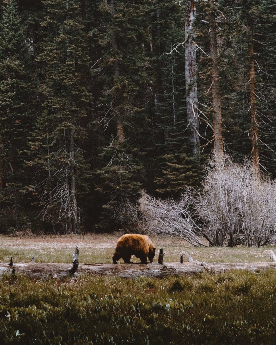 Восточно Сибирская Тайга