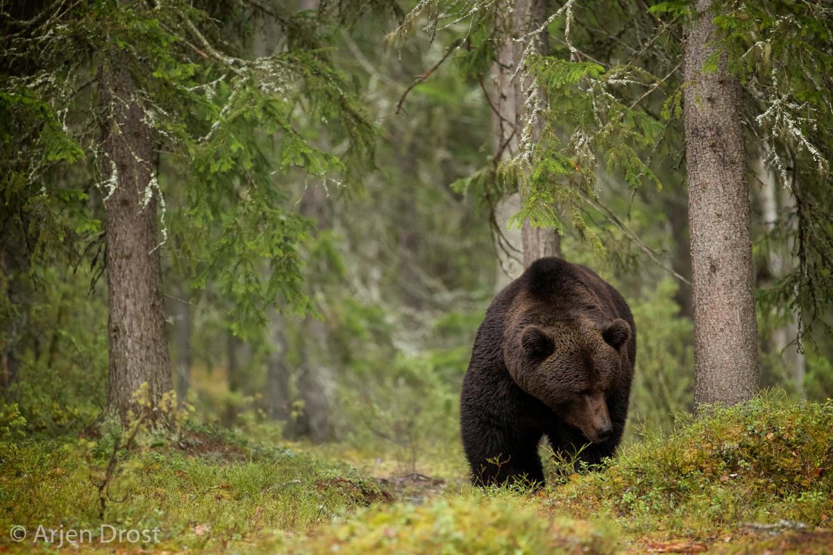 Бурый медведь в Ильменском заповеднике