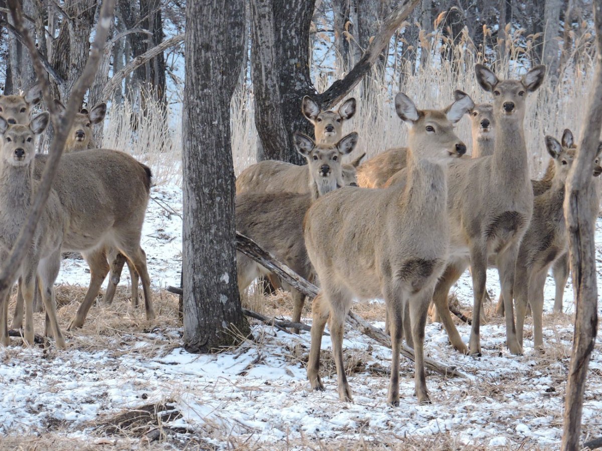 Обитатели Уссурийской тайги