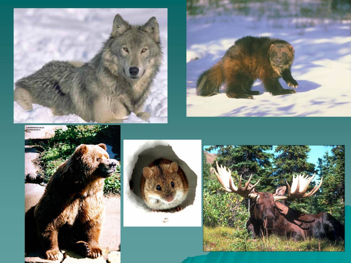 Животный мир Северной и средней тайги в России