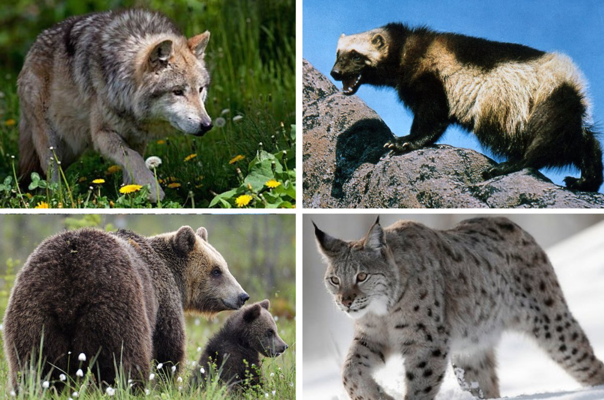 Млекопитающие России