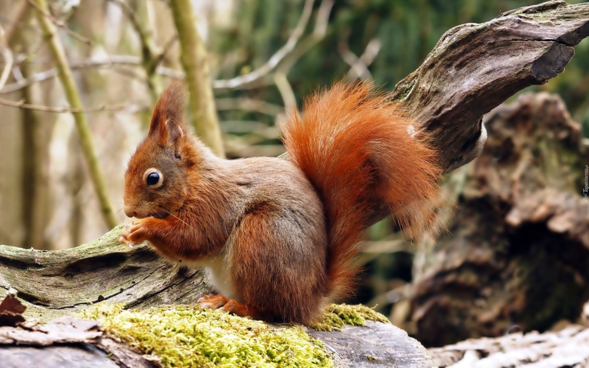 Белка в тайге