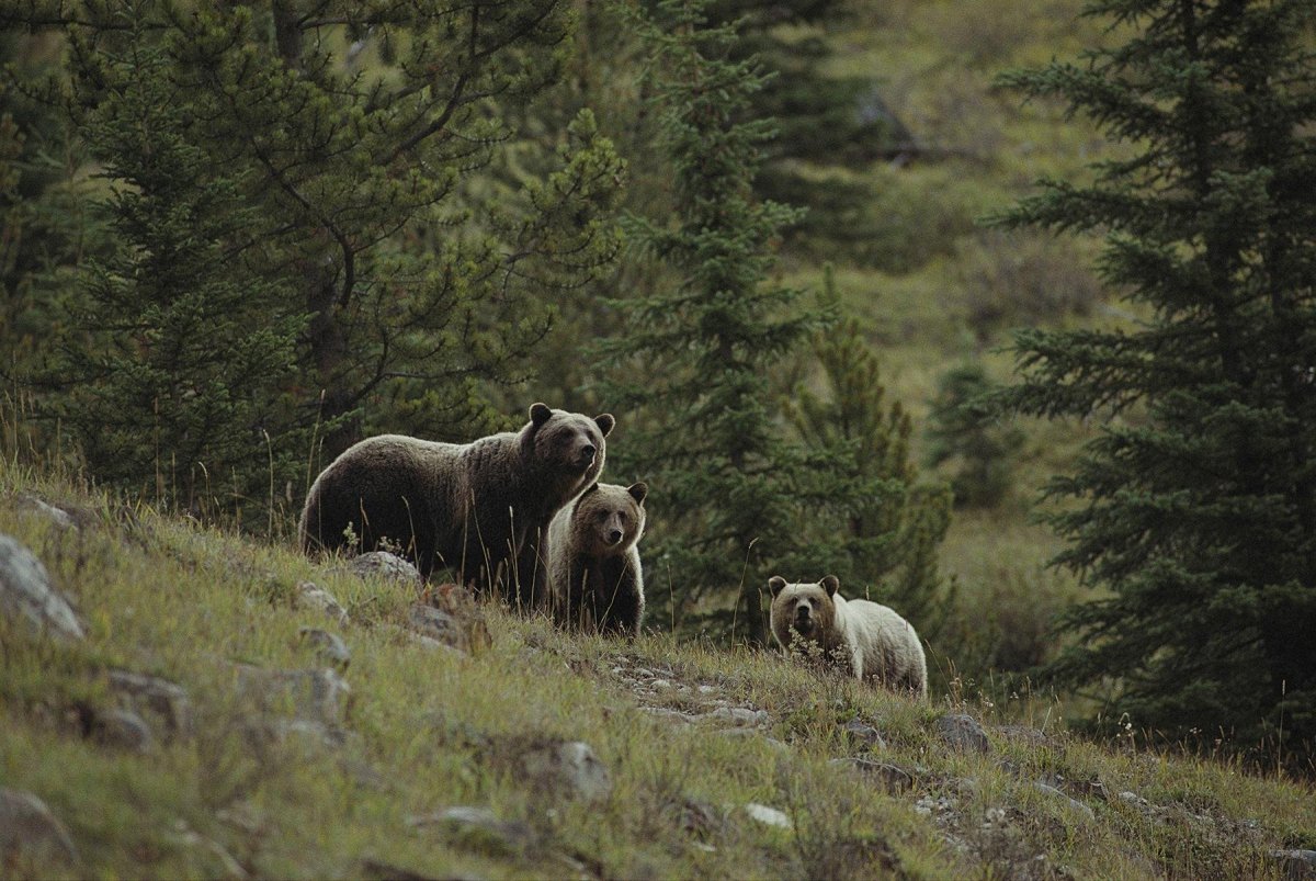 Дикая природа тайги