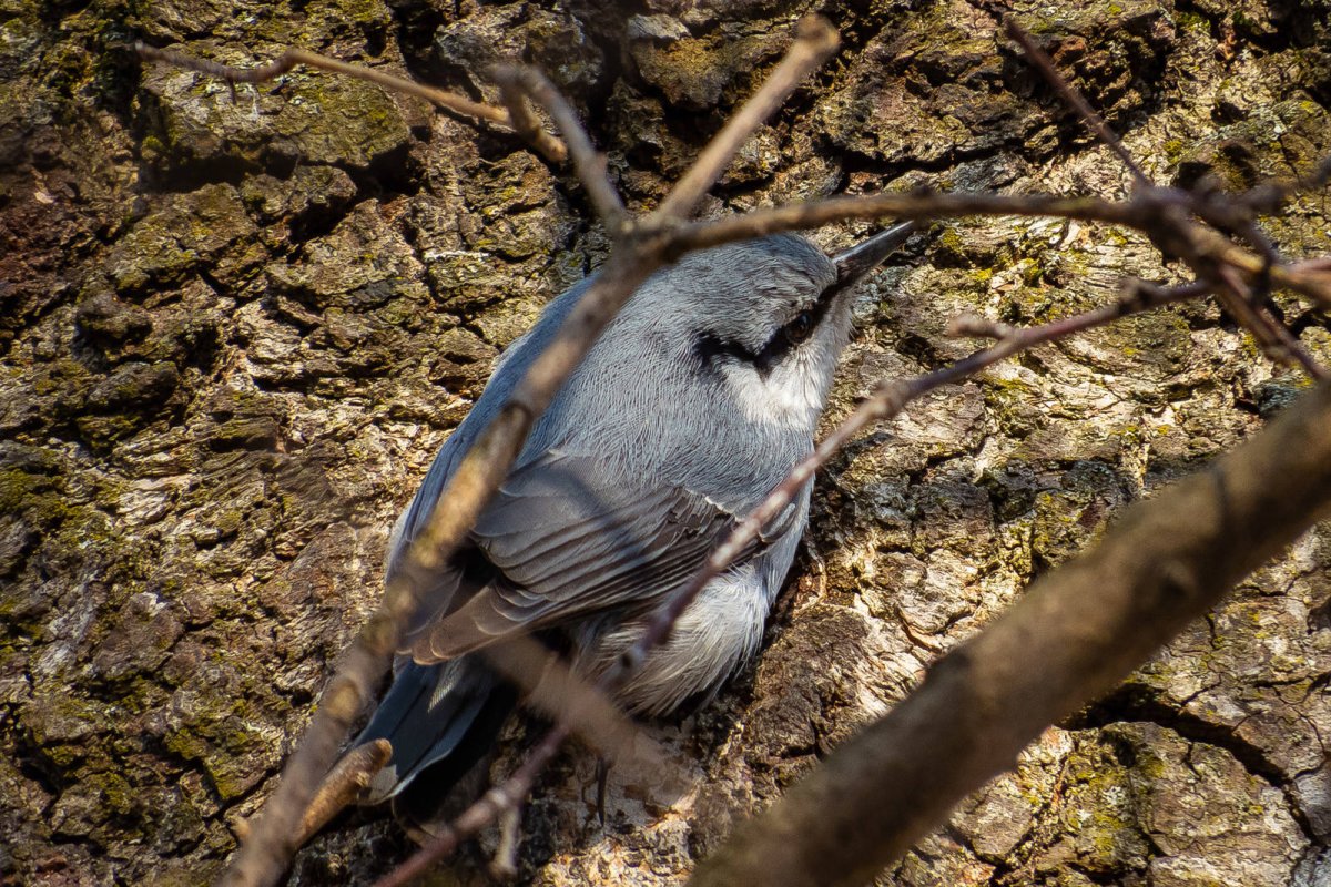 Поползень монохромный