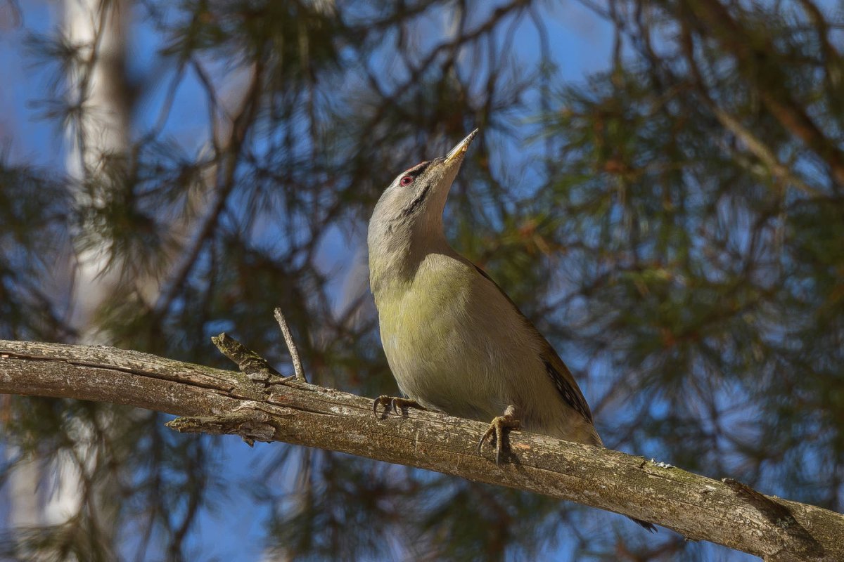 Дятел Татарстан