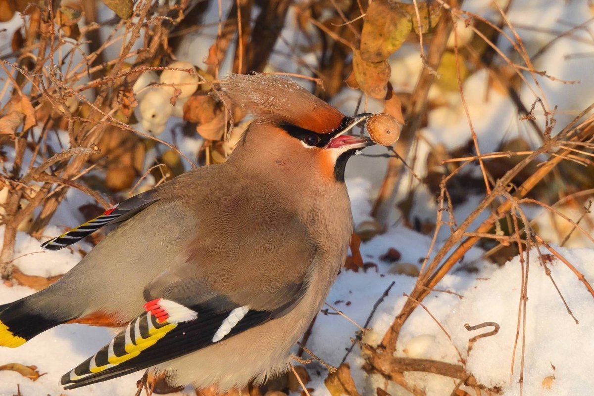 Свиристель в Хакасии