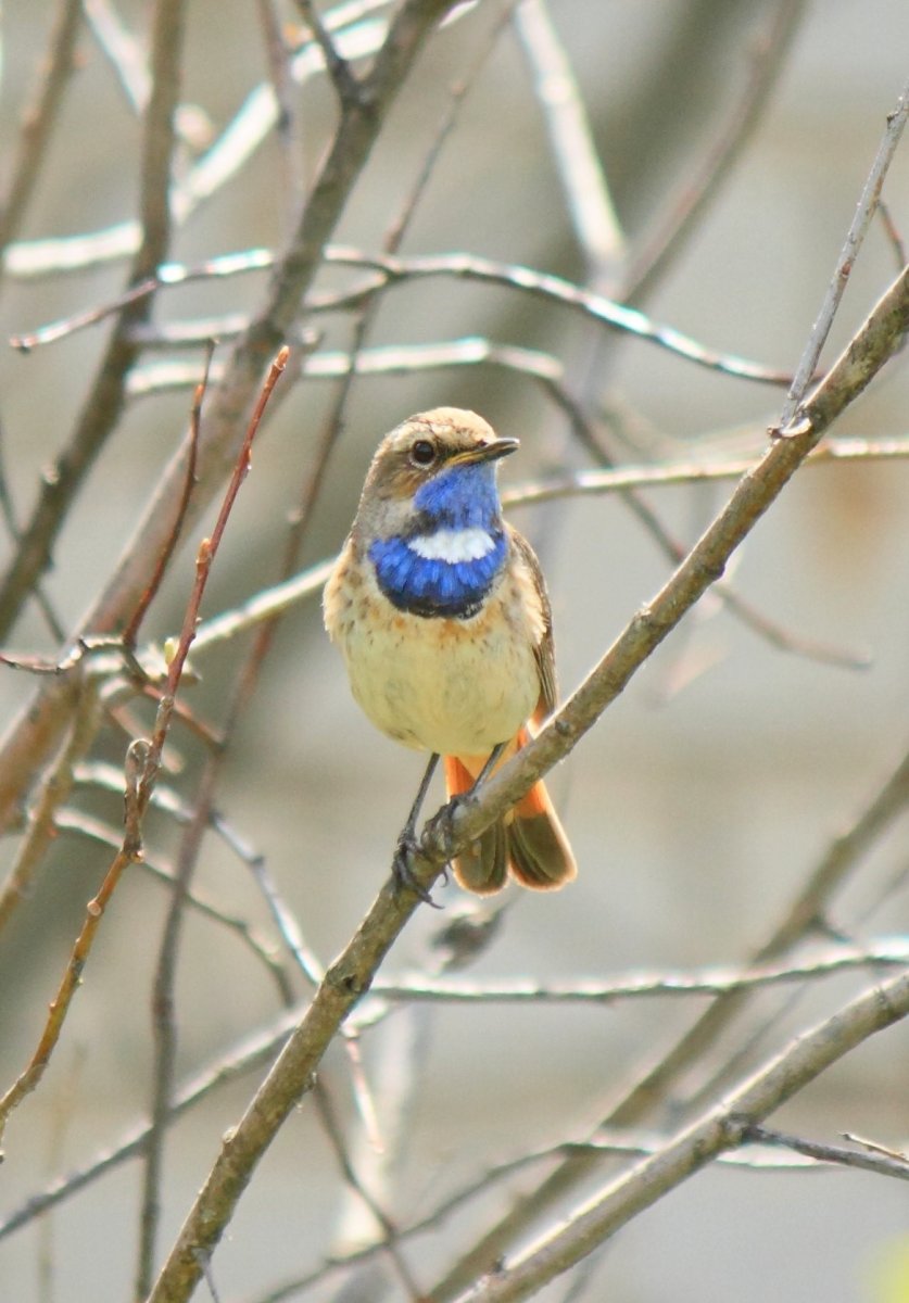 Дикие птицы Кировской области