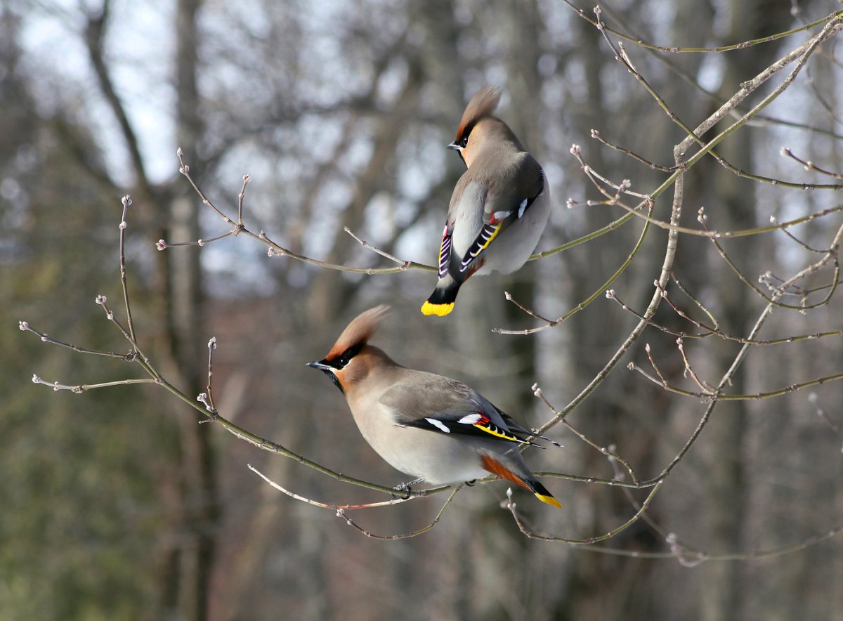 Свиристель птица среда обитания