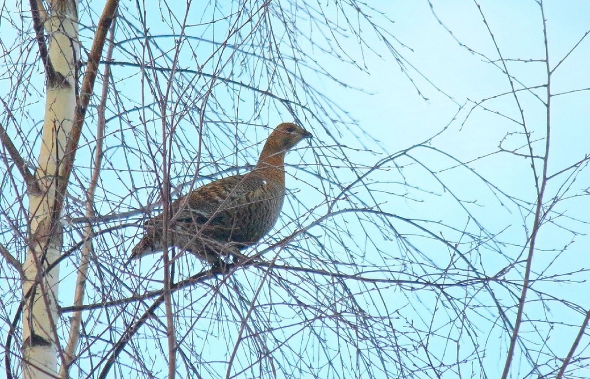 Дикие птицы Кировской области