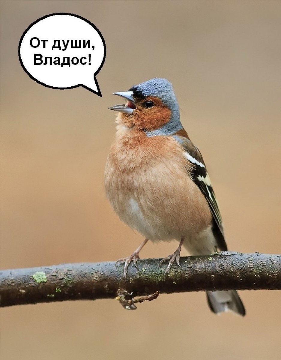 Копетдагский Зяблик