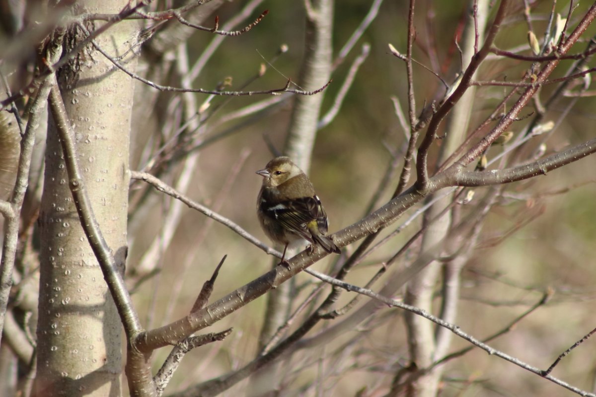 Лесные птицы Удмуртии
